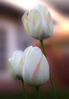 Tulips are so beautiful it's easy to take a pretty picture - harder to comment at the same time