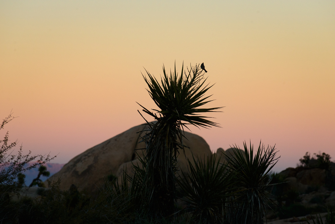 29 Palms - Joshua Tree