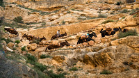 https://andy-romanoff.pixels.com/featured/mules-in-the-canyon-andy-romanoff.html